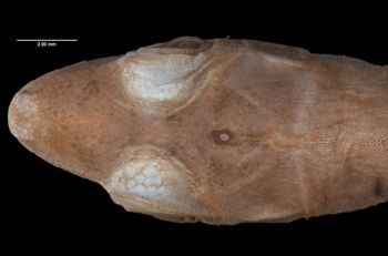 Media type: image;   Herpetology R-14944